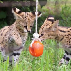 #サーバル#serval#アキの仔 20240620#多摩動物公園 #tamazoologicalpark #tamazoo #tamazoopark #東京 #Tokyo #zoo #動物園 #動物 #animalphoto #animalphotography #animal #動物写真 #一眼レフ