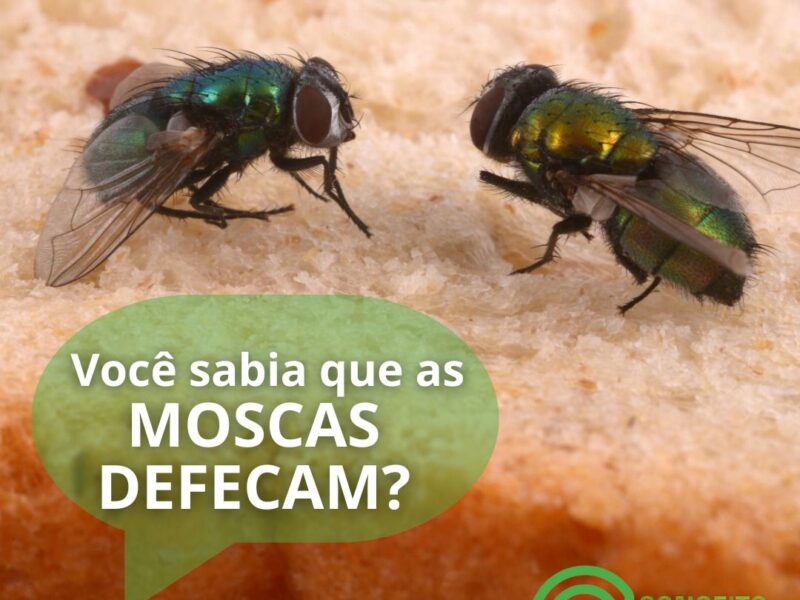 Dedetizadora em Porto Alegre