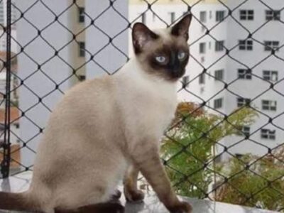 redes de proteção no jd japão